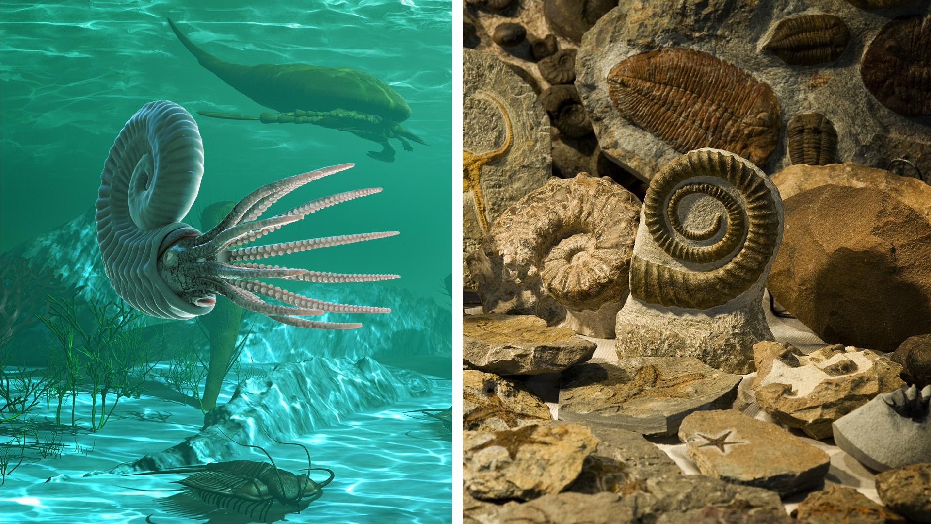 A graphic of a spiral-shelled, tentacled creature next to a fossilized spiral shell.